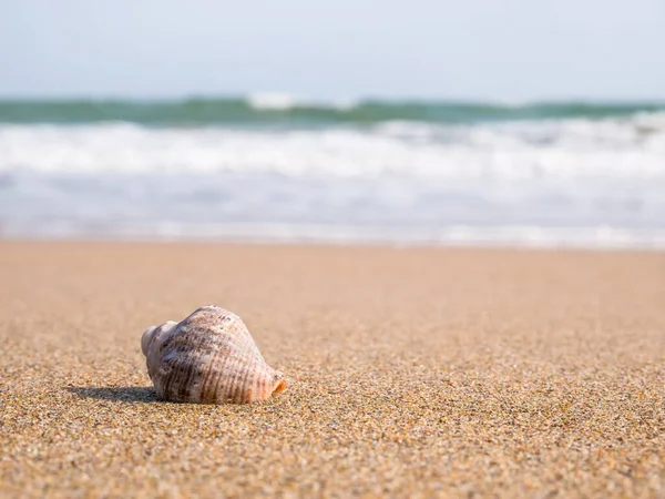 Small seashell on the beach in the sand with the water of the sea in the background.