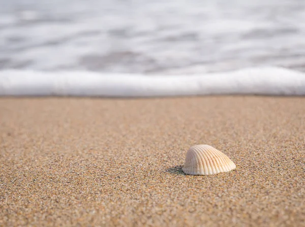 Small seashell on the beach in the sand with the water of the sea in the background.