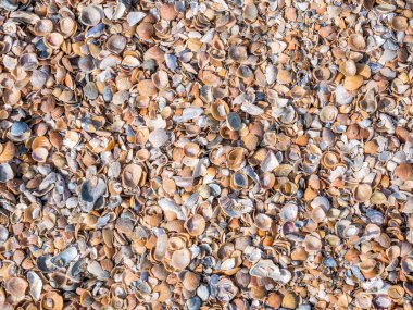Kumsalda çeşitli deniz kabuğu parçaları var. Küçük deniz kabuğu parçalarıyla arkaplan dokusu