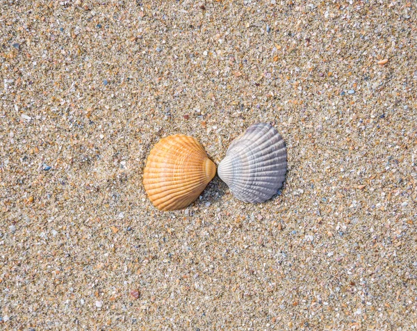 Twee Kleine Schelpdieren Kokkels Het Strand Het Zand — Stockfoto