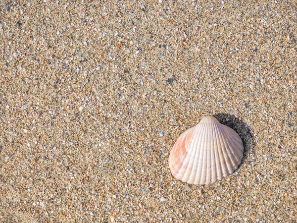 Kleine Schelpenkokkels Het Strand Het Zand — Stockfoto