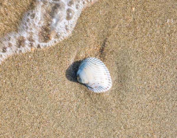 Kleine Schelpenkokkels Het Strand Het Zand — Stockfoto