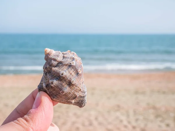 Hand Houden Van Een Schelp Met Zee Het Strand Achtergrond — Stockfoto