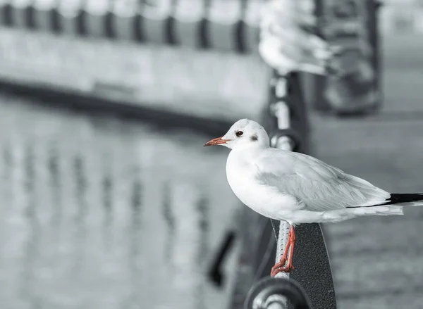 Mouette Assise Sur Une Corde Regardant Loin — Photo