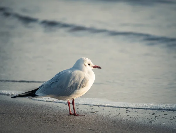 Unique Oiseau Mouette Isolé Sur Plage Mer Noire — Photo