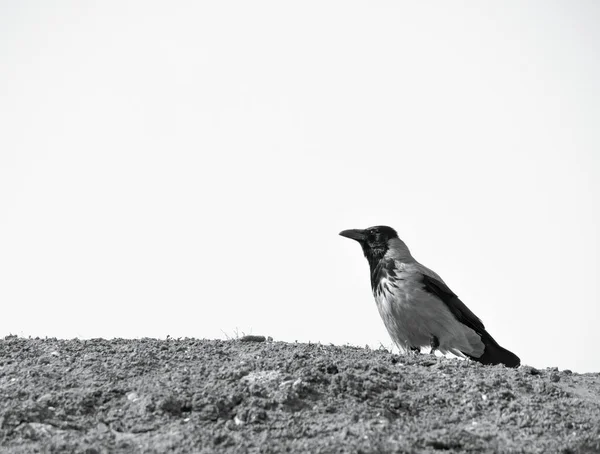 Immagine Bianco Nero Con Corvus Cornix Corvo Incappucciato Piedi Terra — Foto Stock