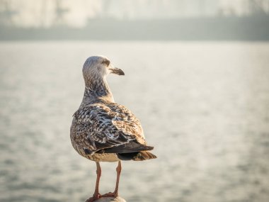 Bir martıyla yakınlaş. Bulanık arkaplanda bir martı kuşunun portresi.