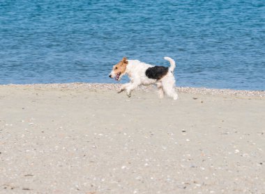 Mutlu bir Fox Terrier köpeği sahilde koşuyor ve oynuyor.