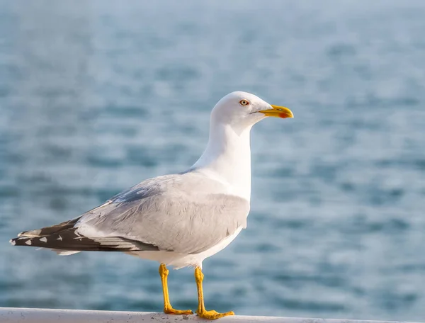 Aproape Pescăruş Portretul Unei Păsări Pescăruș Apă Albastră Mare Fundal — Fotografie, imagine de stoc