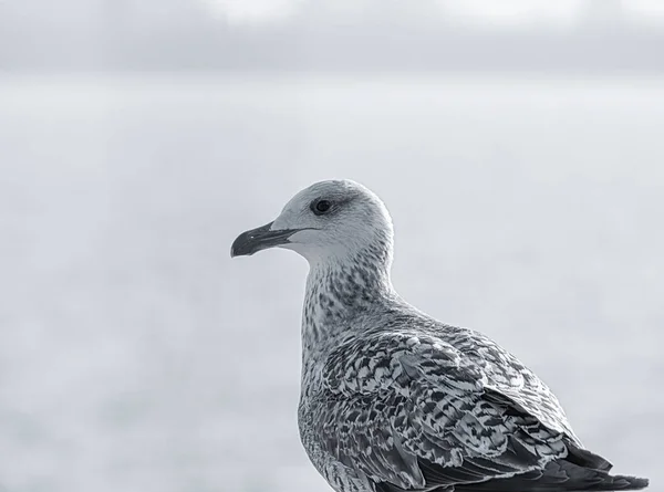 Fermez Avec Une Mouette Portrait Oiseau Mouette Sur Fond Flou — Photo