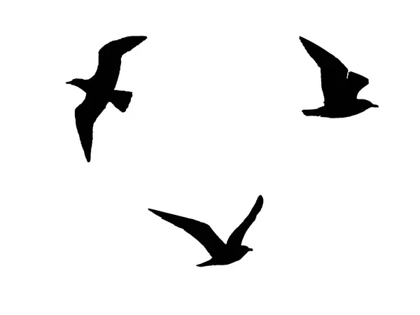 三只鸟在白色背景下飞行的轮廓 黑白摄影 — 图库照片