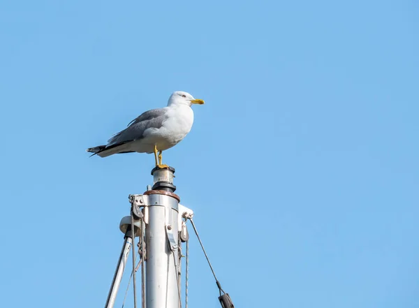 Sea Gull Standing Mast Ship Harbour — Stock Photo, Image