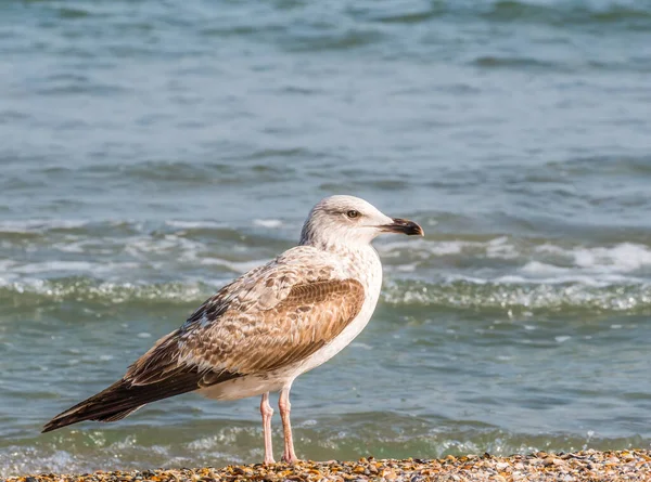 Unique Oiseau Mouette Isolé Sur Plage Mer Noire — Photo