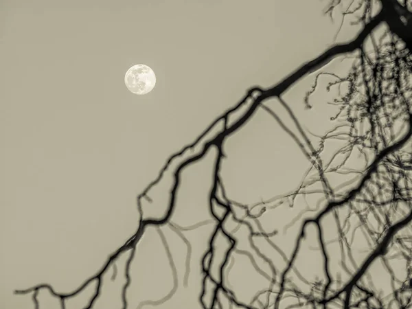 Vollmond Durch Die Äste Eines Baumes Gesehen — Stockfoto