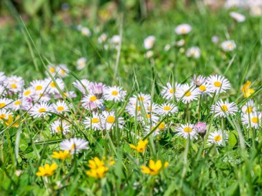 Bir tarla dolusu Bellis Perennis yaygın papatya, papatya ya da İngiliz papatyası olarak da bilinir..