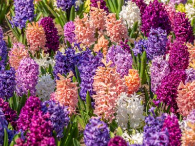 Hyacinthus Orientalis 'li güzel bir tarla, sıradan sümbül, bahçe sümbülü veya Hollanda sümbülü renkli çiçekler..