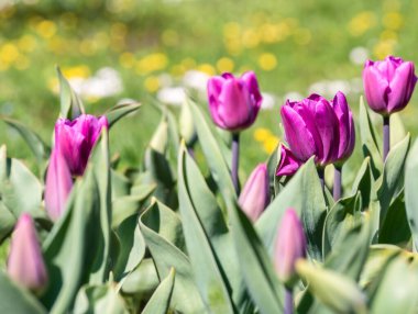 Birçok mor çiçek Tulipa gesneriana, Didier lalesi ya da baharda bahçe lalesi