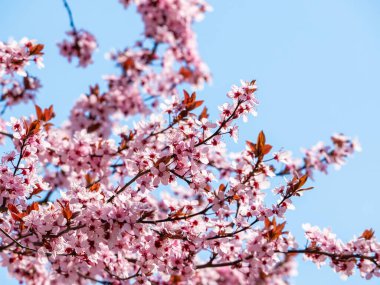 Prunus cerasifera, kiraz eriği ve mirobalan eriği olarak da bilinir..