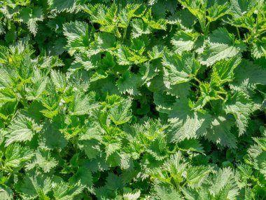 Sık sık ısırgan otu, ısırgan otu ya da ısırgan otu yaprağı olarak bilinen urtica dioica ile yakından incele