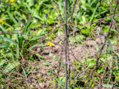 Paliurus 'un dikenli dalları, yaygın olarak Kudüs dikenleri, çelenk dikenleri, İsa' nın dikenleri ya da dikenli dikenlerden oluşan taç olarak bilinir.