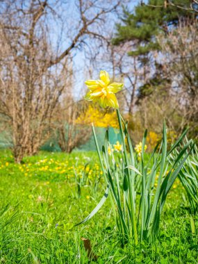 Yeşil çimenlerde bulunan tek bir yalıtılmış Narcissus psödonarissus (yaygın olarak yabani nergis ya da perhiz zambağı olarak bilinir)..,