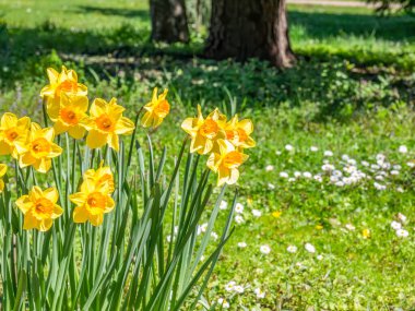 Narcissus jonquilla, genellikle Jonquil olarak bilinir ya da çayırda ya da çayırda aceleci sarı çiçekler