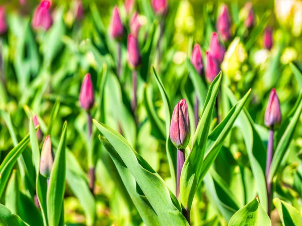 Muchas Flores Moradas Tulipa Gesneriana Tulipán Del Didier Tulipán Jardín — Foto de Stock