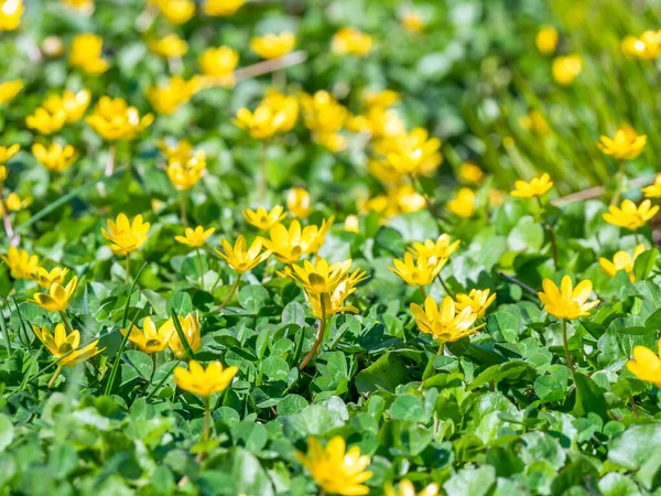 Champ Prairie Rempli Petites Fleurs Jaunes Ficaria Verna Ranunculus Ficaria — Photo