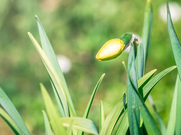 Narciso Amarillo Jonquilla Brote Flor Tulipa Sylvestris Entre Hojas Hierba — Foto de Stock