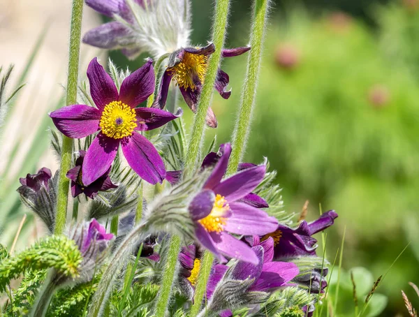 Közelről Részleteket Anemone Montana Hopp Lila Virág Más Néven Pasqueflower — Stock Fotó