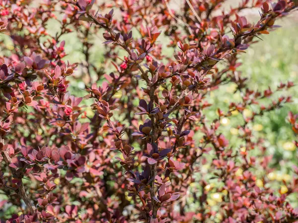 Berberis Thunbergii Yaprakları Japon Böğürtlenleri Thunberg Böğürtlenleri Veya Kırmızı Böğürtlen — Stok fotoğraf