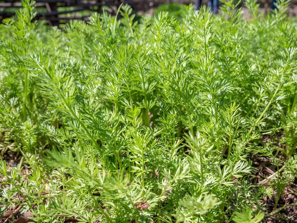 Nigella Sativa Follaje Fresco Verde Jardín — Foto de Stock