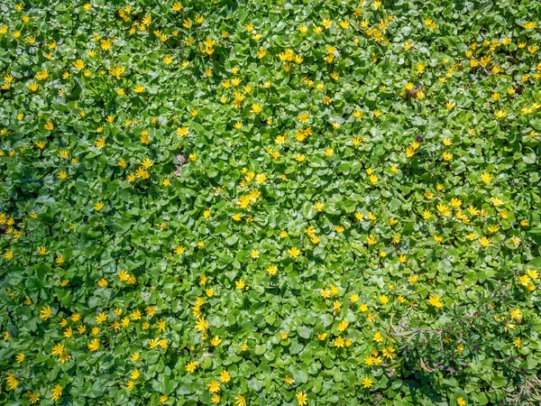 Campo Prado Cheio Pequenas Flores Amarelas Ficaria Verna Ranunculus Ficaria — Fotografia de Stock