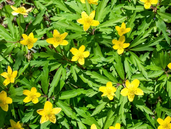 Anemonoides Ranunculoides Anemone Ranunculoides Anemone Giallo Anemone Legno Giallo Fiori — Foto Stock