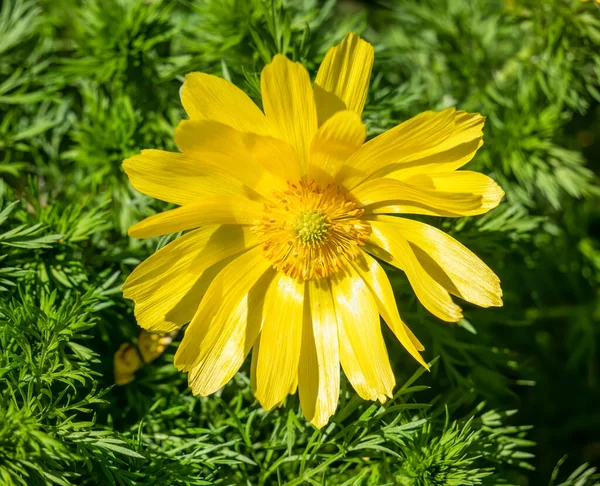 Dettaglio Ravvicinato Con Adonis Vernalis Noto Variamente Come Occhio Fagiano — Foto Stock