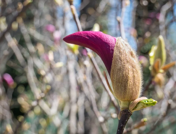 Закрыть Фиолетовым Бутоном Магнолии Весной — стоковое фото
