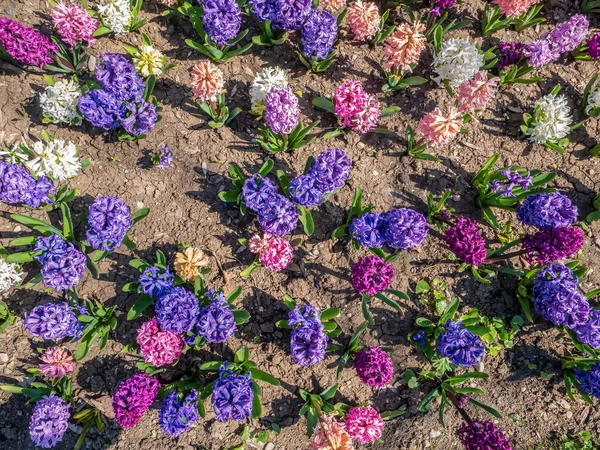 Vista Dall Alto Con Campo Con Hyacinthus Orientalis Giacinto Comune — Foto Stock