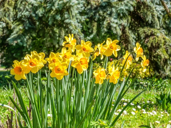 Narcissus Jonquilla Commonly Known Jonquil Rush Daffodil Yellow Flowers Field — Stock Photo, Image