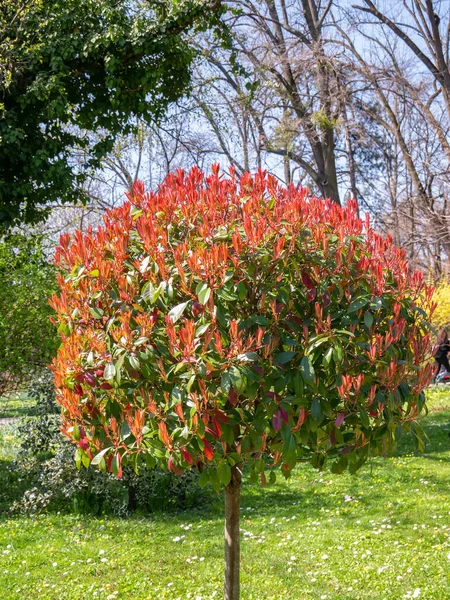 Photinia Fraseri Roter Beliebter Zierstrauch Garten — Stockfoto