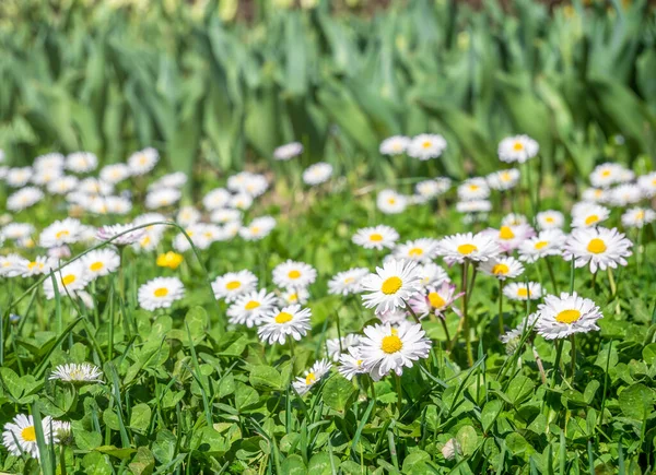 Champ Plein Bellis Perennis Également Connu Sous Nom Marguerite Commune — Photo