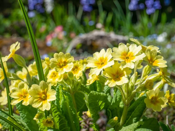 Muchos Primula Vulgaris También Conocidos Como Primrose Común Primrose Inglés — Foto de Stock