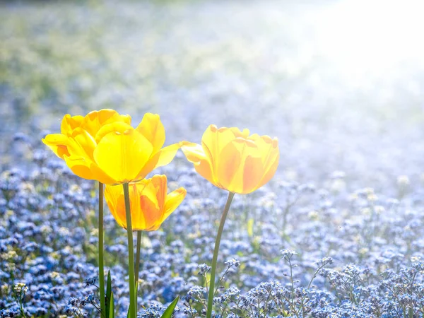 Tres Tulipanes Amarillos Jardín Tulipa Gesneriana Tulipán Didier Con Myosotis — Foto de Stock