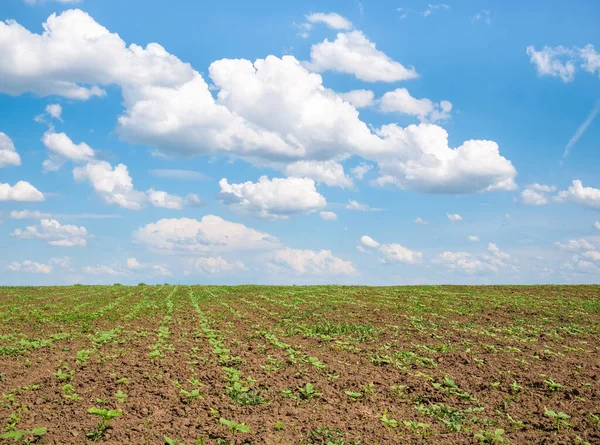 Paisaje Primaveral Con Campo Agrícola Cielo Azul Con Nubes Blancas — Foto de Stock