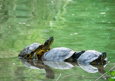 Su çiftleşmesinin yüzeyinde üç Avrupa gölet kaplumbağası (Emys orbicularis) bulunur..