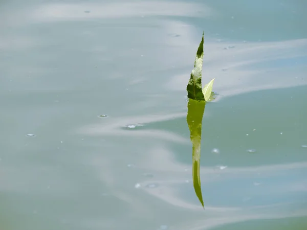 Αφηρημένη Εικόνα Ένα Πράσινο Φύλλο Που Αντανακλά Στο Νερό — Φωτογραφία Αρχείου
