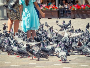 Victoriei Meydanı, Timisoara 'da mavi elbiseli bir kız bir sürü güvercin tarafından kuşatılmıştı.