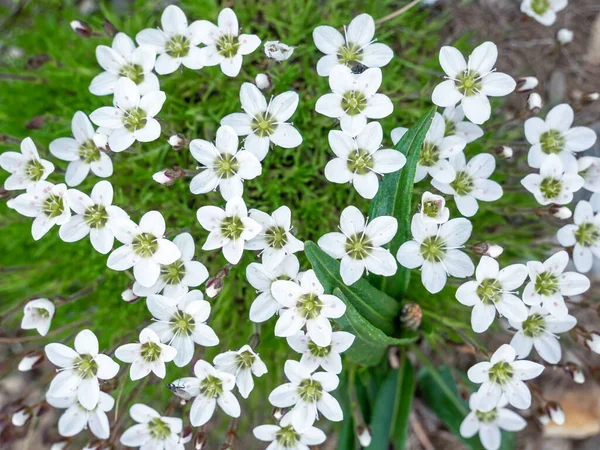Minuartia Verna Hiern Artemisia Primaverile Piccolo Fiore Bianco Che Cresce — Foto Stock