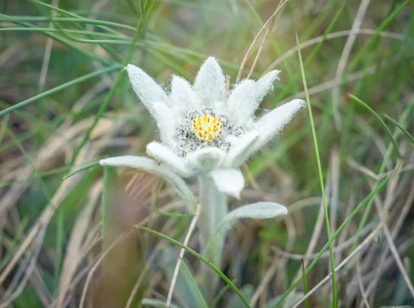 Jeden Odizolowany Górski Kwiat Alpejski Leontopodium Alpinum Edelweiss Górach Bucegi — Zdjęcie stockowe