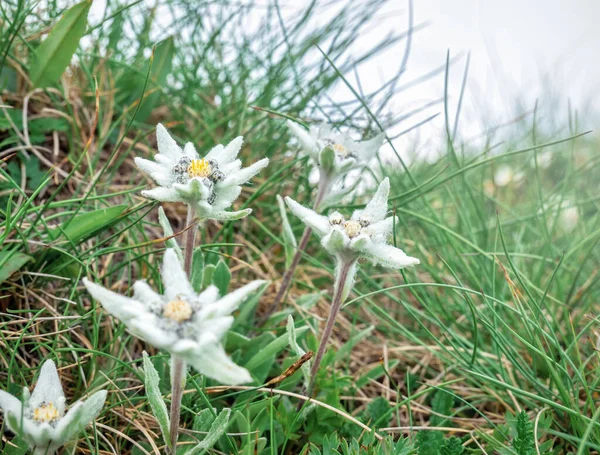 Mnoho Horských Alpských Květin Leontopodium Alpinum Edelweiss Bucegi Mountains Rumunsko — Stock fotografie