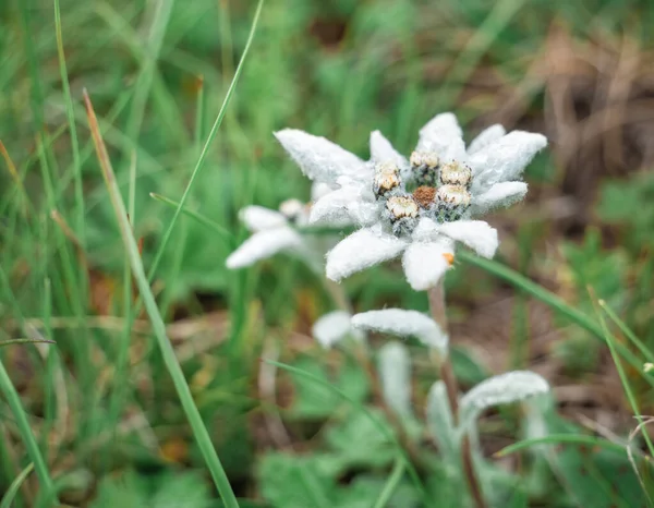 Egyetlen Elszigetelt Hegyi Alpesi Virág Leontopodium Alpinum Edelweiss Bucegi Hegységben — Stock Fotó